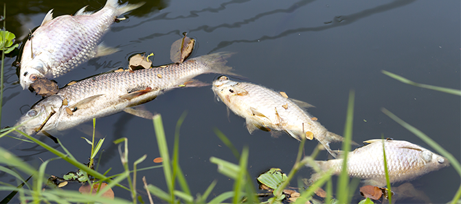 Dead fish due to impacts of climate change