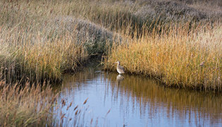 Wetlands